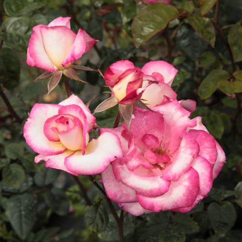 Rosa Harlekin® - rosa-weiß - kletterrosen